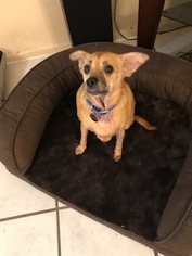 Medium Photo #1 Chug Puppy For Sale in Tampa, FL, USA