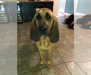 Bloodhound Dogs for adoption in Uwchlan, PA, USA