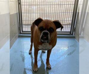 Boxer Dogs for adoption in Riverside, CA, USA