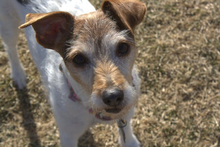 Jack Russell Terrier Dogs for adoption in Boise, ID, USA