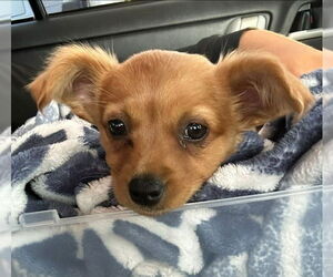 Chihuahua-Unknown Mix Dogs for adoption in Lake Forest, CA, USA