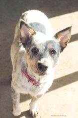 Mutt Dogs for adoption in Weatherford, TX, USA