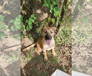 Shepradors Dogs for adoption in SHERBURNE, NY, USA