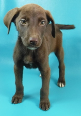 Medium Photo #1 Coonhound-Unknown Mix Puppy For Sale in Morton Grove, IL, USA