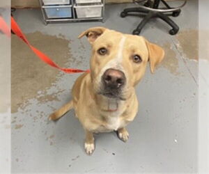 Labrador Retriever-Unknown Mix Dogs for adoption in Ocala, FL, USA