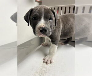 American Pit Bull Terrier Dogs for adoption in Bakersfield, CA, USA