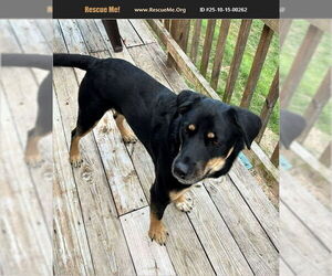 Shepweiller Dogs for adoption in Benton, PA, USA