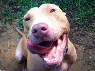 American Pit Bull Terrier Dogs for adoption in Scotts Hill, TN, USA