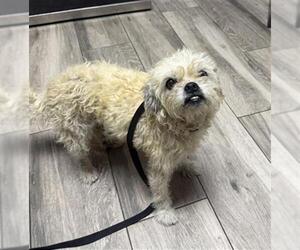 Shih Tzu-Unknown Mix Dogs for adoption in Redlands, CA, USA