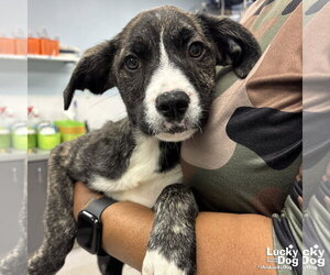Medium Photo #2 Plott Hound-Unknown Mix Puppy For Sale in Washington, DC, USA