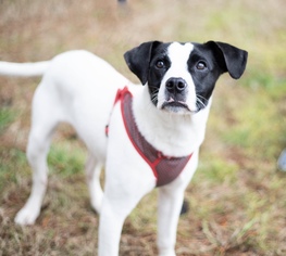 Small Labrador Retriever Mix