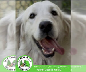 Golden Retriever Dogs for adoption in Stroudsburg, PA, USA