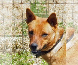 Labrador Retriever-Unknown Mix Dogs for adoption in Scottsdale, AZ, USA