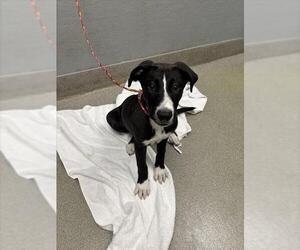 Border Collie-Unknown Mix Dogs for adoption in Las Vegas, NV, USA