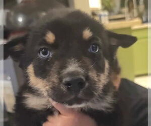 Collie-Huskies Mix Dogs for adoption in Princeton, MN, USA