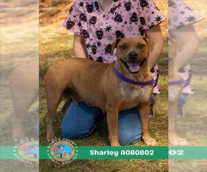 American Bulldog Dogs for adoption in Mobile, AL, USA