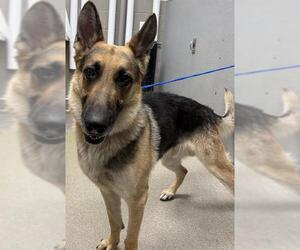 German Shepherd Dog-Unknown Mix Dogs for adoption in Las Vegas, NV, USA