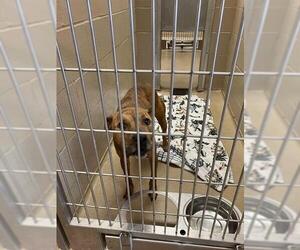 American Pit Bull Terrier Dogs for adoption in Decatur, IL, USA