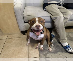 American Pit Bull Terrier Dogs for adoption in Chandler, AZ, USA