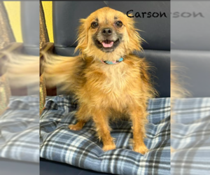 Chihuahua-Colonial Cocker Spaniel Mix Dogs for adoption in Cranston, RI, USA