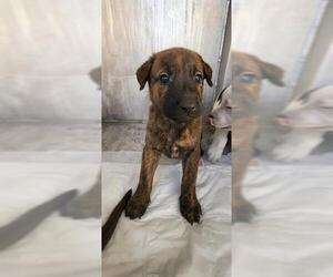 Labrador Retriever-Unknown Mix Dogs for adoption in San Antonio, TX, USA