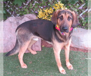 Black and Tan Coonhound-Unknown Mix Dogs for adoption in Oklahoma City, OK, USA
