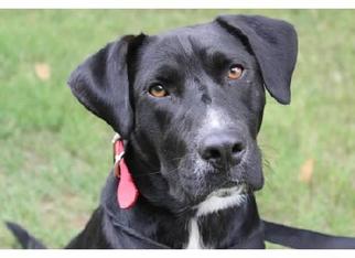 Borador Dogs for adoption in Oxford, MS, USA