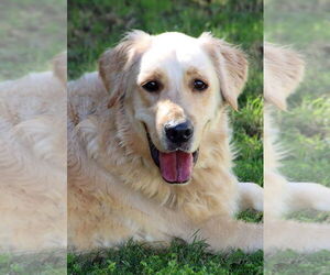Golden Retriever Dogs for adoption in Glendale , AZ, USA