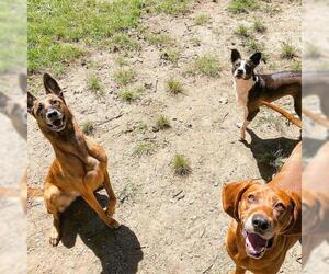 Redbone Coonhound Dogs for adoption in Caldwell, NJ, USA