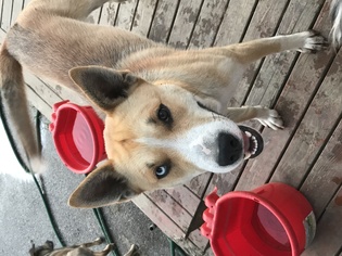Alaskan Husky-Labrador Retriever Mix Dogs for adoption in Custer, WA, USA