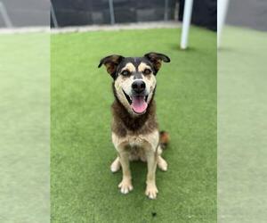 Australian Shepherd-German Shepherd Dog Mix Dogs for adoption in Camarillo, CA, USA