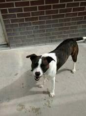 Mutt Dogs for adoption in McPherson, KS, USA