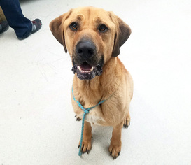 Mastiff-Unknown Mix Dogs for adoption in Spokane, WA, USA