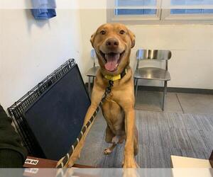 German Shepherd Dog Dogs for adoption in Berkeley , CA, USA