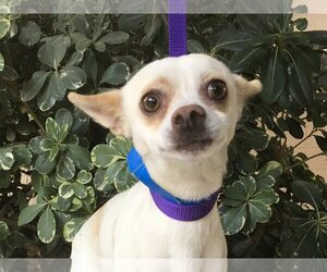 Chihuahua Dogs for adoption in pomona, CA, USA