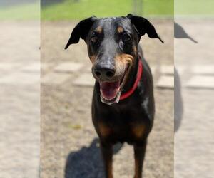 Doberman Pinscher Dogs for adoption in Buffalo, MN, USA