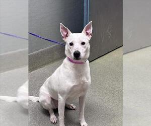 Labrador Retriever-Unknown Mix Dogs for adoption in Las Vegas, NV, USA