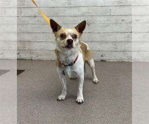Chihuahua-Unknown Mix Dogs for adoption in San Bernardino, CA, USA