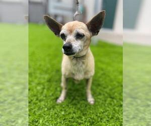 Chihuahua Dogs for adoption in Naples, FL, USA