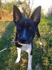 Basenji-Border Collie Mix Dogs for adoption in Sylmar, CA, USA