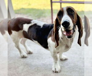 Basset Hound Dogs for adoption in Deepwater, NJ, USA