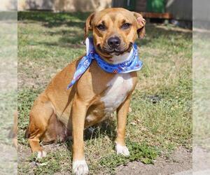 Mutt Dogs for adoption in San Antonio, TX, USA