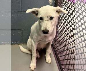 Labrador Retriever-Unknown Mix Dogs for adoption in Rowlett, TX, USA