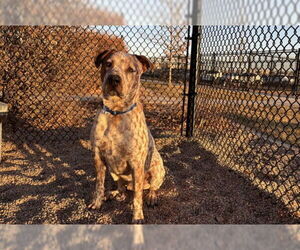 Mutt Dogs for adoption in Fort Collins, CO, USA