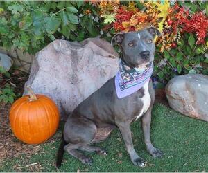 American Pit Bull Terrier Dogs for adoption in Oklahoma City, OK, USA