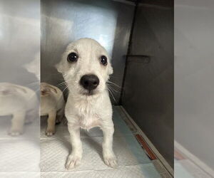 Chihuahua Dogs for adoption in San Bernardino, CA, USA