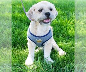 Lhasa Apso Dogs for adoption in Albuquerque, NM, USA