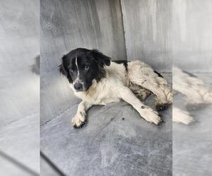 Mutt Dogs for adoption in San Antonio, TX, USA