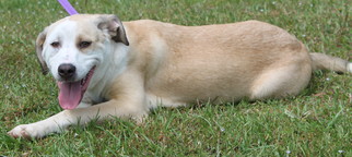 Medium Photo #1 Australian Shepherd-Great Pyrenees Mix Puppy For Sale in Prattville, AL, USA