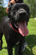 Bullmastiff Dogs for adoption in Pembroke, GA, USA